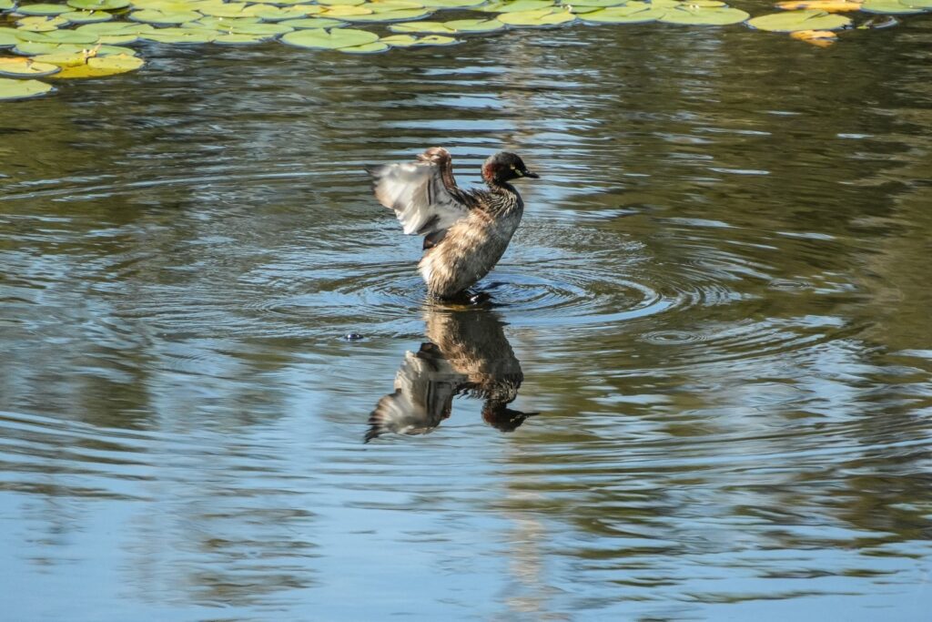 John_Bennett_pic_Yurruun.ga-Australian-Grebe_w.jpg John_Bennett_pic_Yurruun.ga-Australian-Grebe_w.jpg