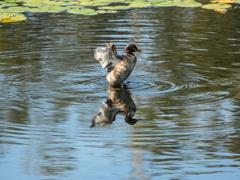 John_Bennett_pic_Yurruun.ga-Australian-Grebe_w.jpg